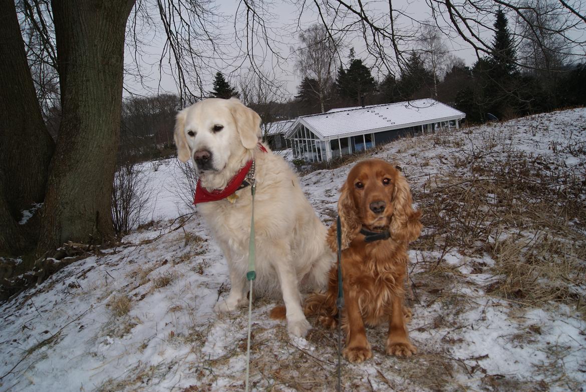 Cocker spaniel Silas  - Silas og Balou billede 12