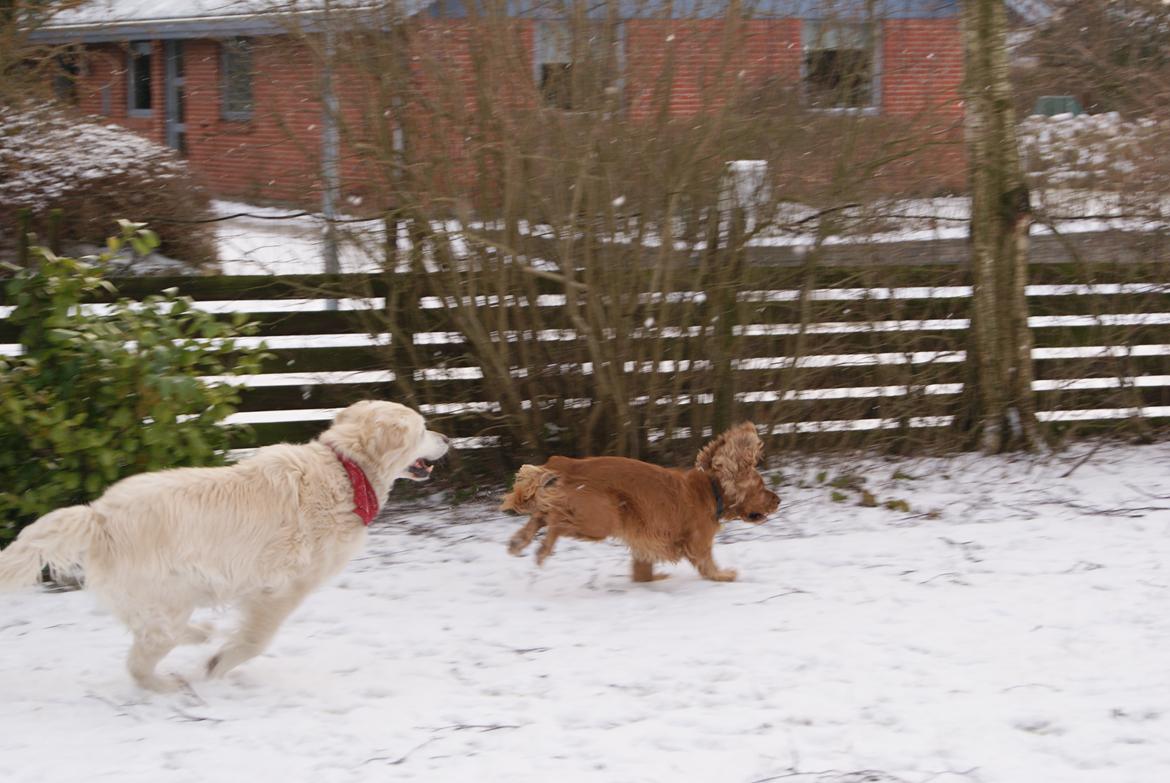 Cocker spaniel Silas  billede 14