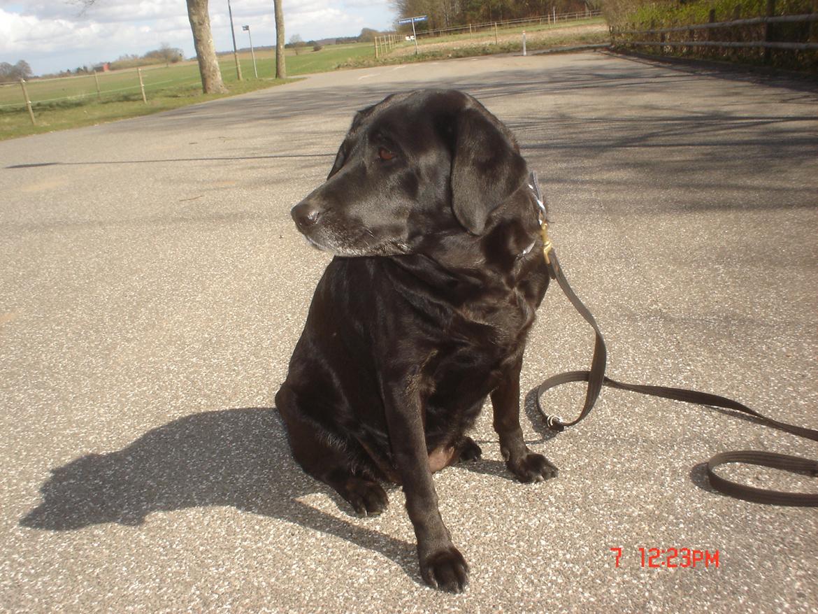 Labrador retriever †.R.I.P June.† 31-01-2014 - Sidder og kigger :D<3 billede 7