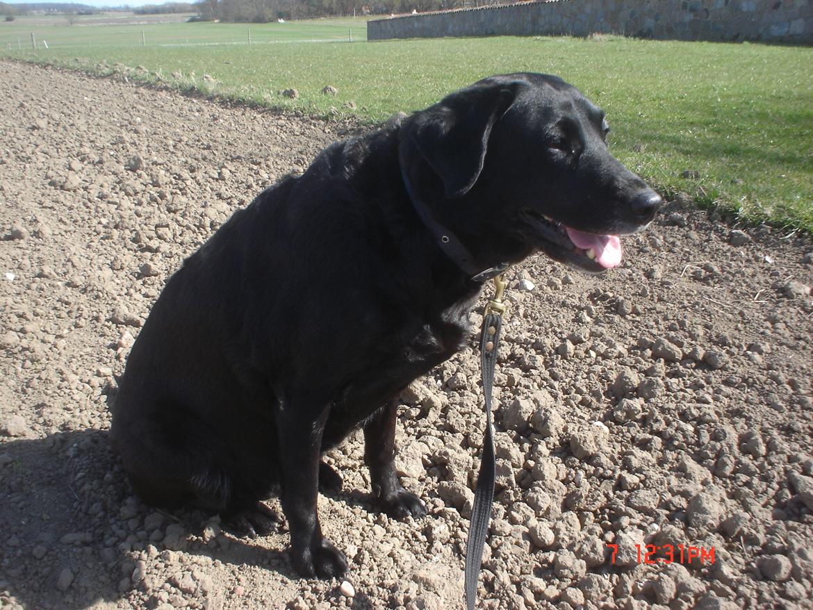 Labrador retriever †.R.I.P June.† 31-01-2014 - sidder på marken<3 billede 22