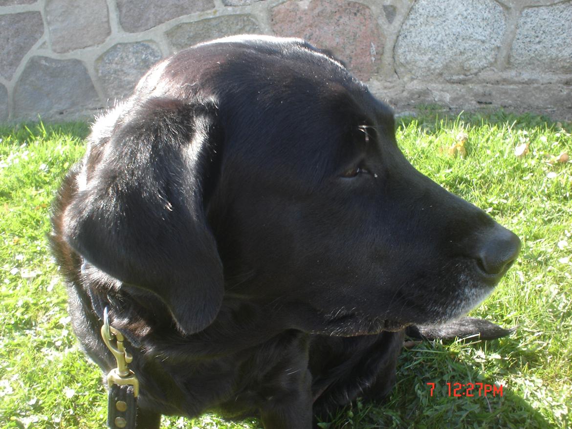 Labrador retriever †.R.I.P June.† 31-01-2014 - kigger rundt<3 billede 14