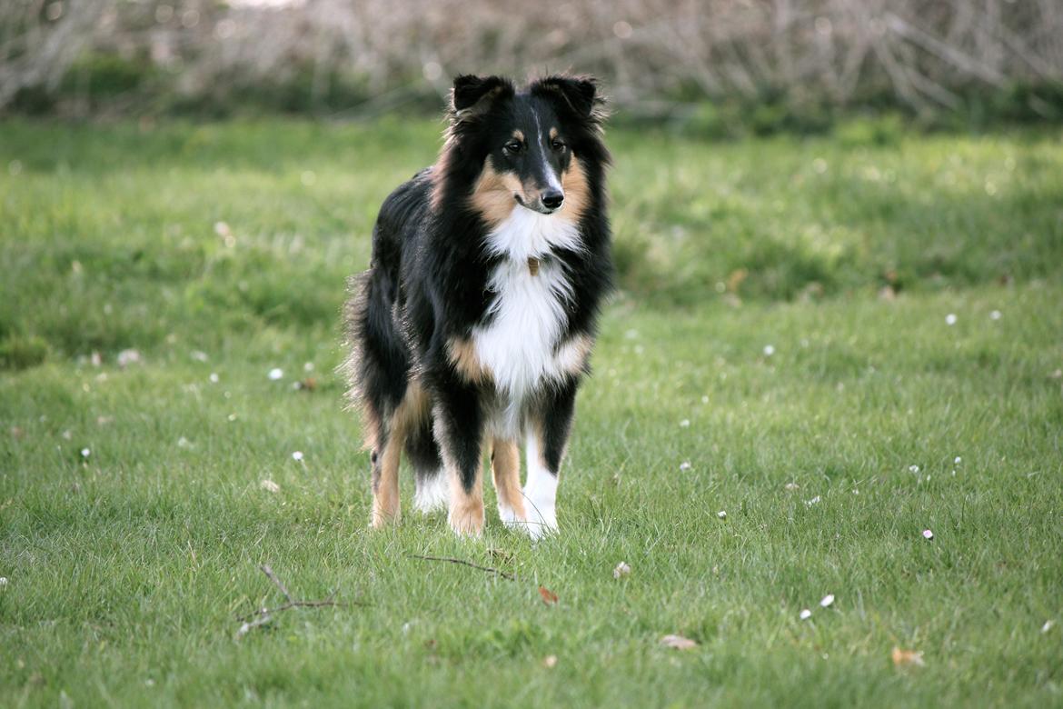Shetland sheepdog Elverlamshuset's Uno - Uno april 2012 billede 10