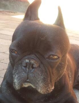 Fransk bulldog Oscar aka Batmand 1 billede 18