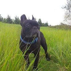 Fransk bulldog Oscar aka Batmand 1 billede 19