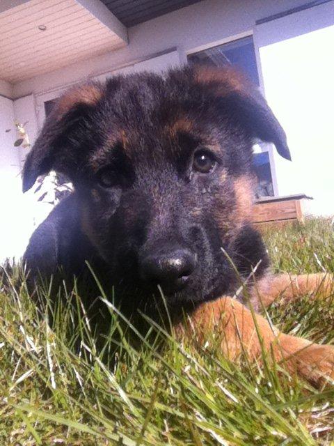 Schæferhund Ol-Lilletorup's Dusty billede 1
