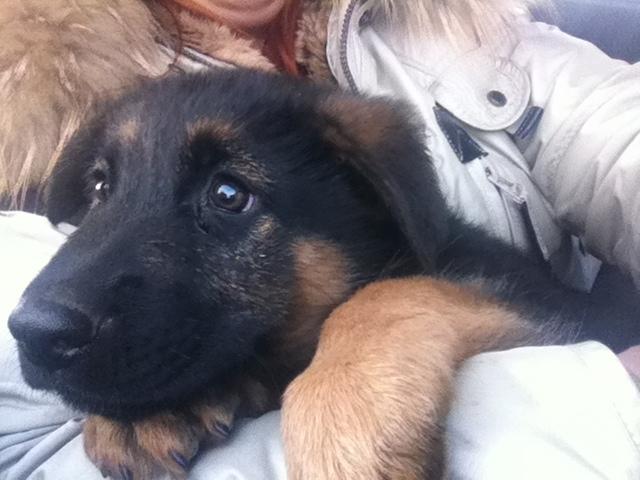 Schæferhund Ol-Lilletorup's Dusty billede 2