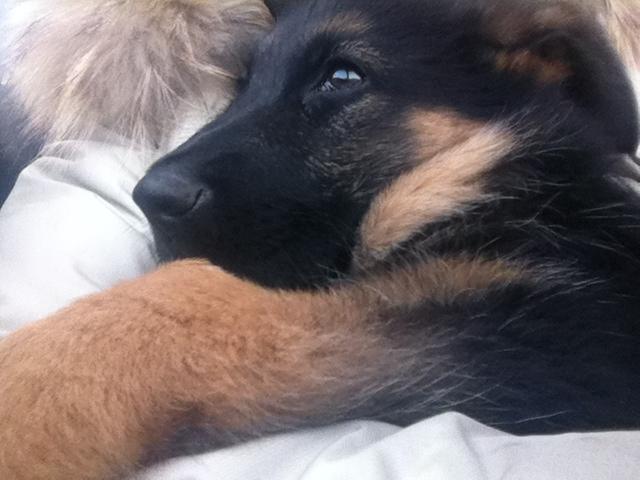 Schæferhund Ol-Lilletorup's Dusty billede 3