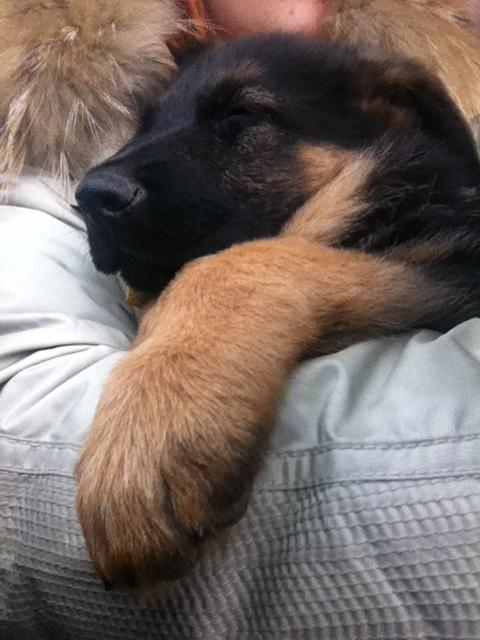 Schæferhund Ol-Lilletorup's Dusty billede 4