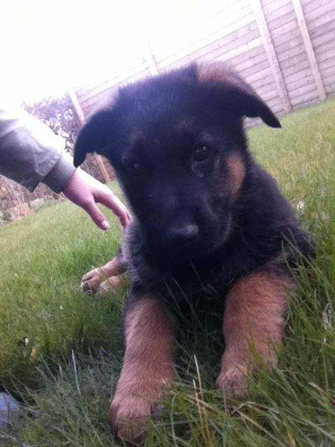 Schæferhund Ol-Lilletorup's Dusty billede 5