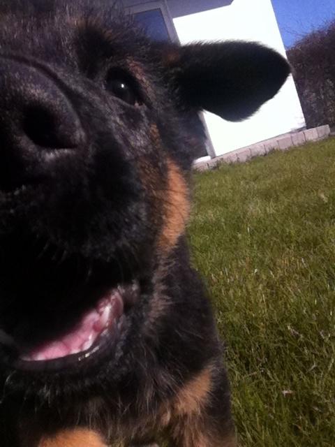 Schæferhund Ol-Lilletorup's Dusty billede 6