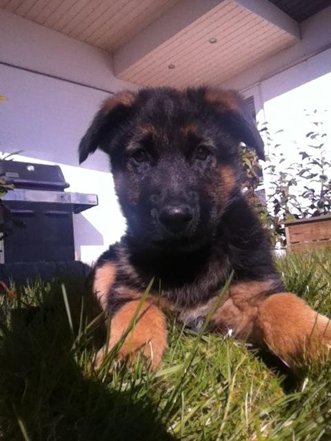 Schæferhund Ol-Lilletorup's Dusty billede 7