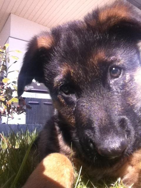 Schæferhund Ol-Lilletorup's Dusty billede 8