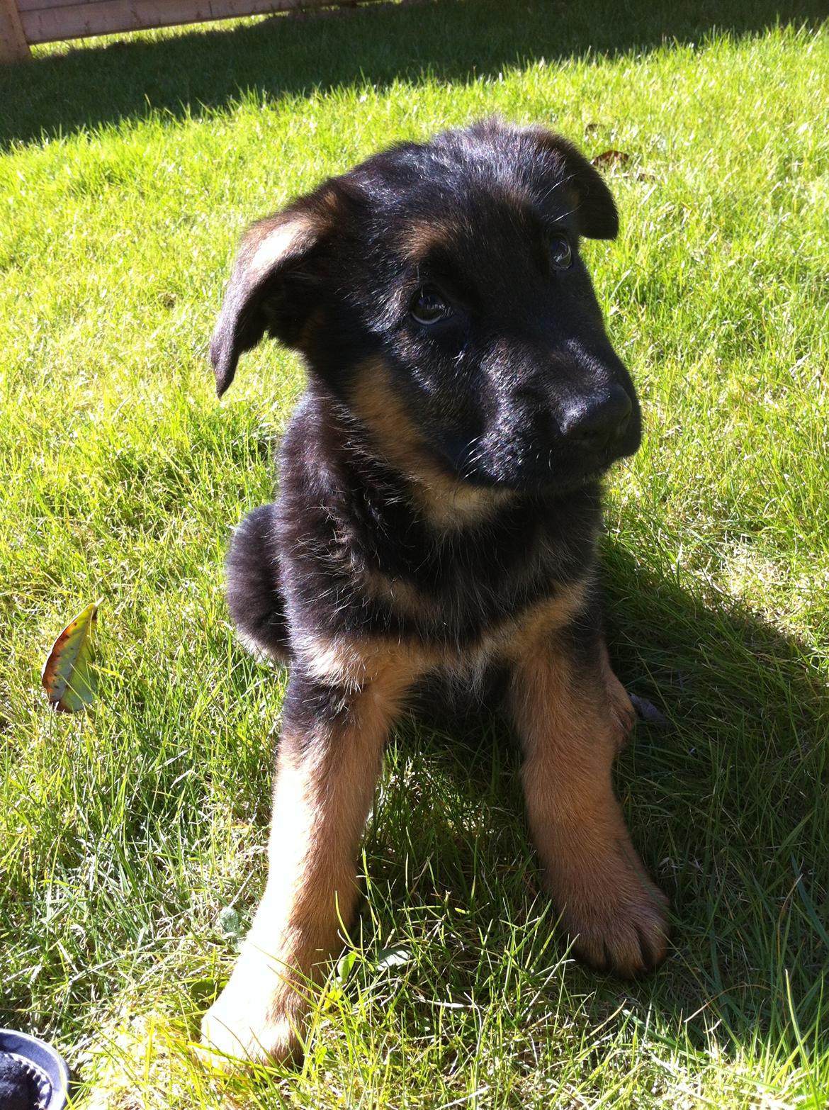 Schæferhund Ol-Lilletorup's Dusty billede 9