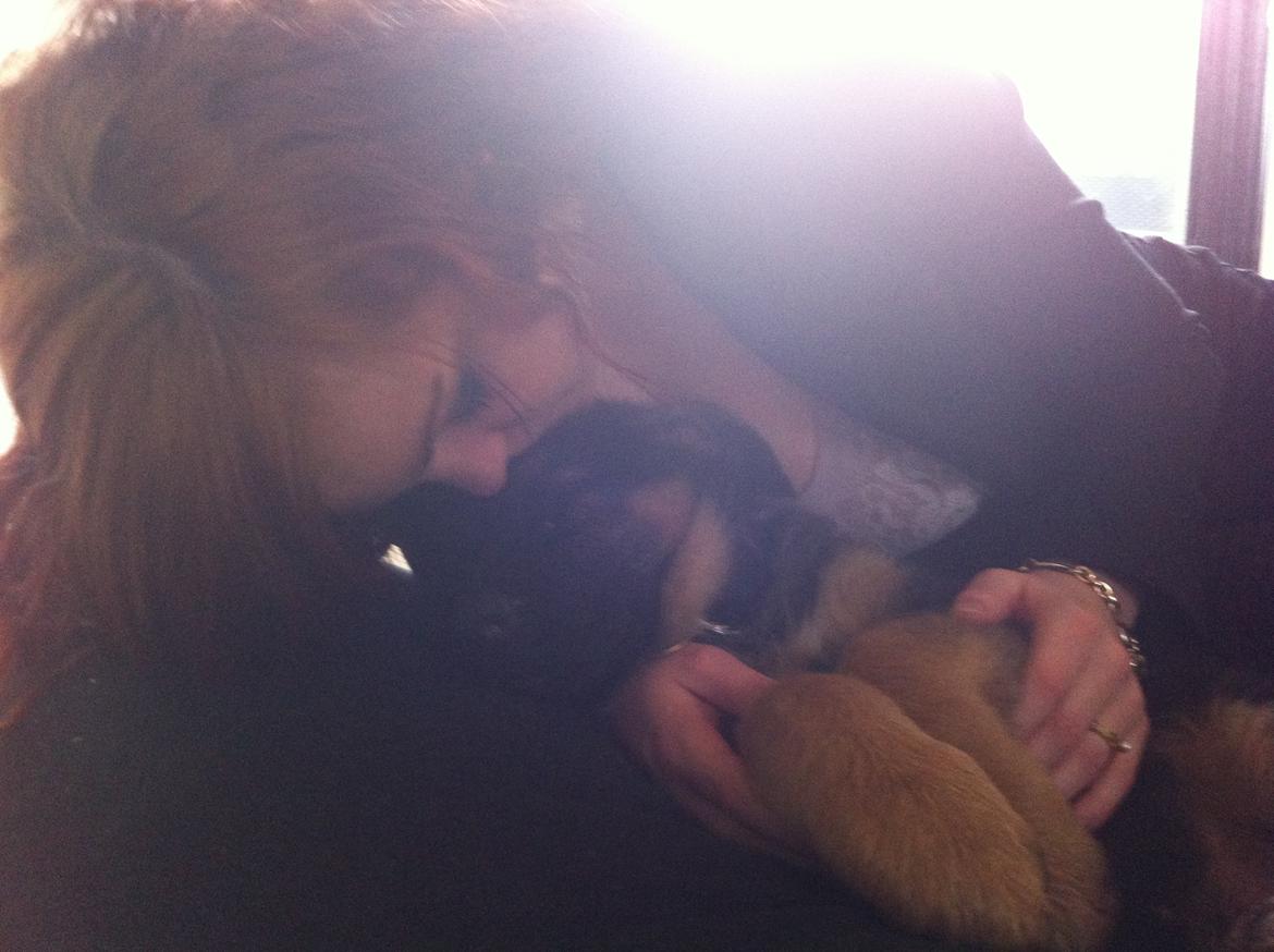 Schæferhund Ol-Lilletorup's Dusty billede 10