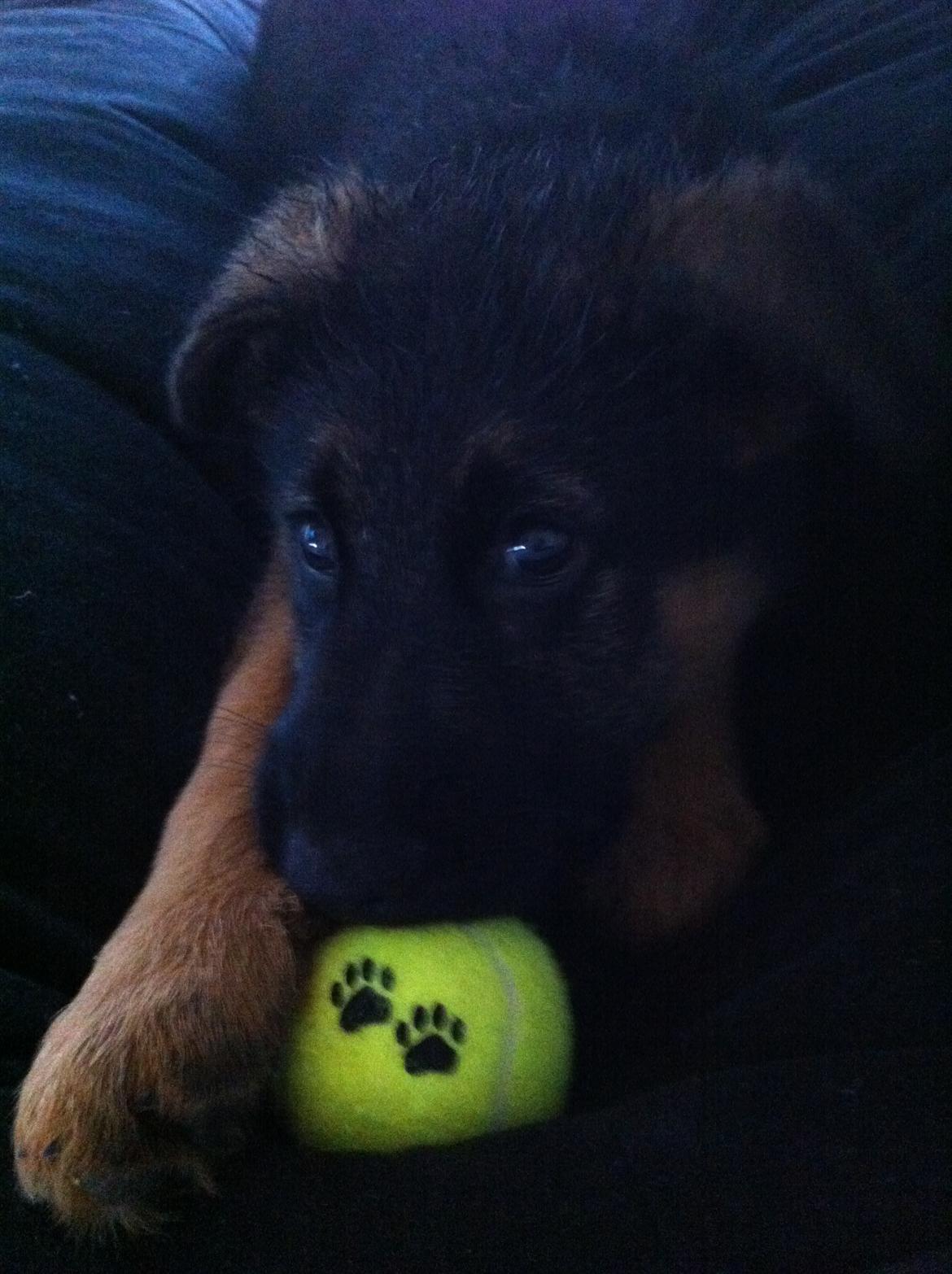 Schæferhund Ol-Lilletorup's Dusty billede 11