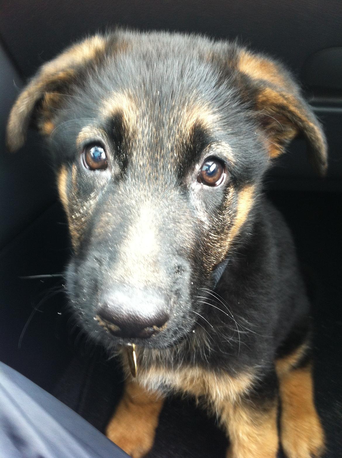 Schæferhund Ol-Lilletorup's Dusty billede 12