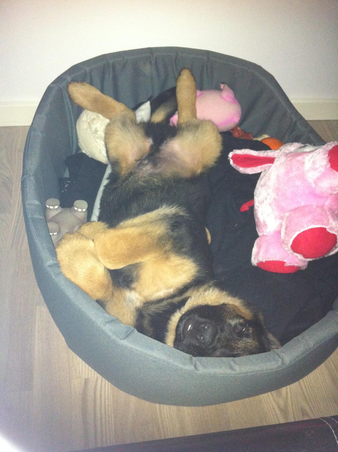 Schæferhund Ol-Lilletorup's Dusty billede 13