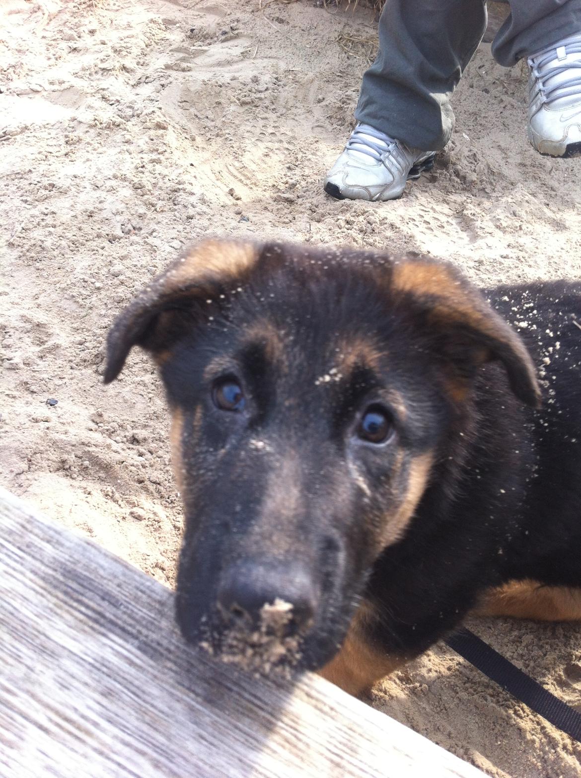 Schæferhund Ol-Lilletorup's Dusty billede 14