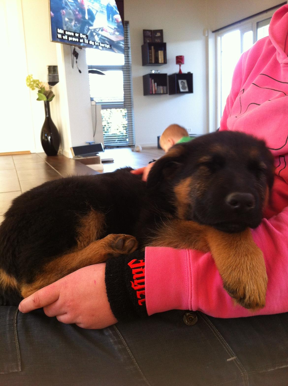 Schæferhund Ol-Lilletorup's Dusty billede 15