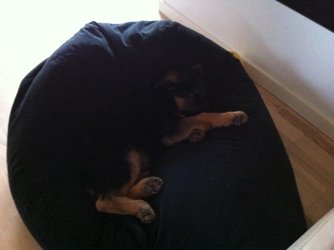 Schæferhund Ol-Lilletorup's Dusty billede 16