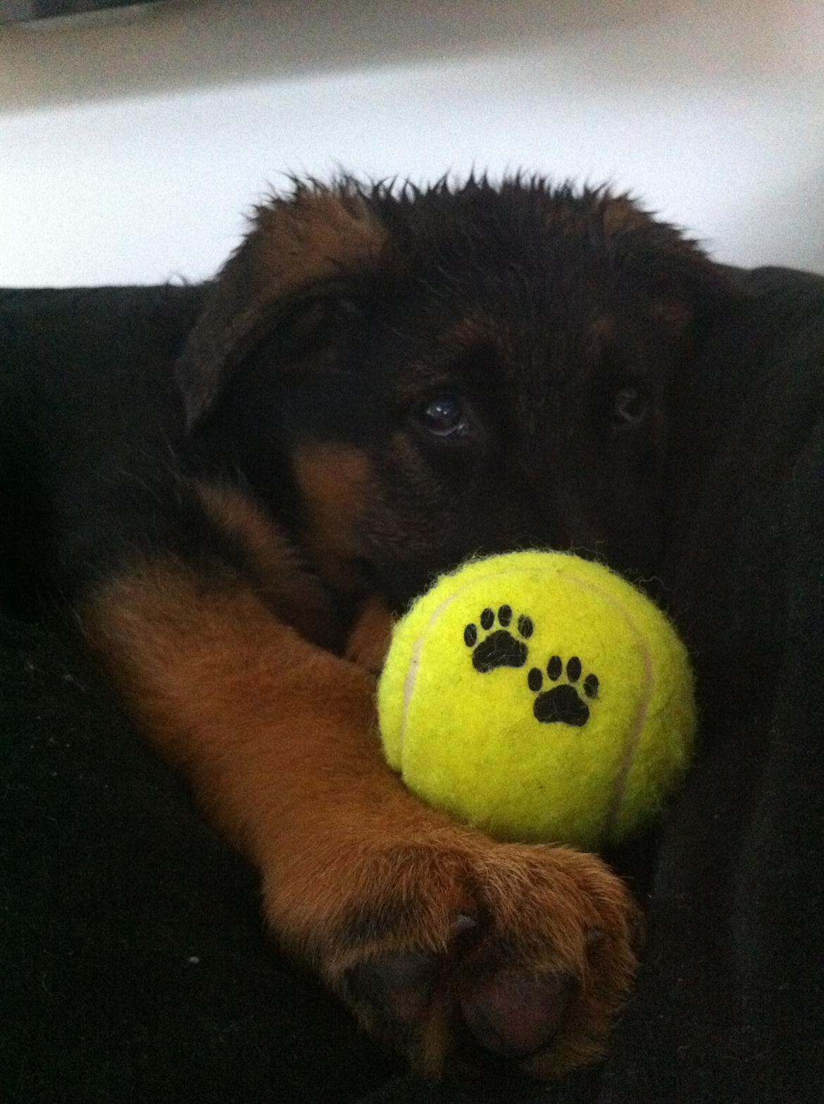 Schæferhund Ol-Lilletorup's Dusty billede 17
