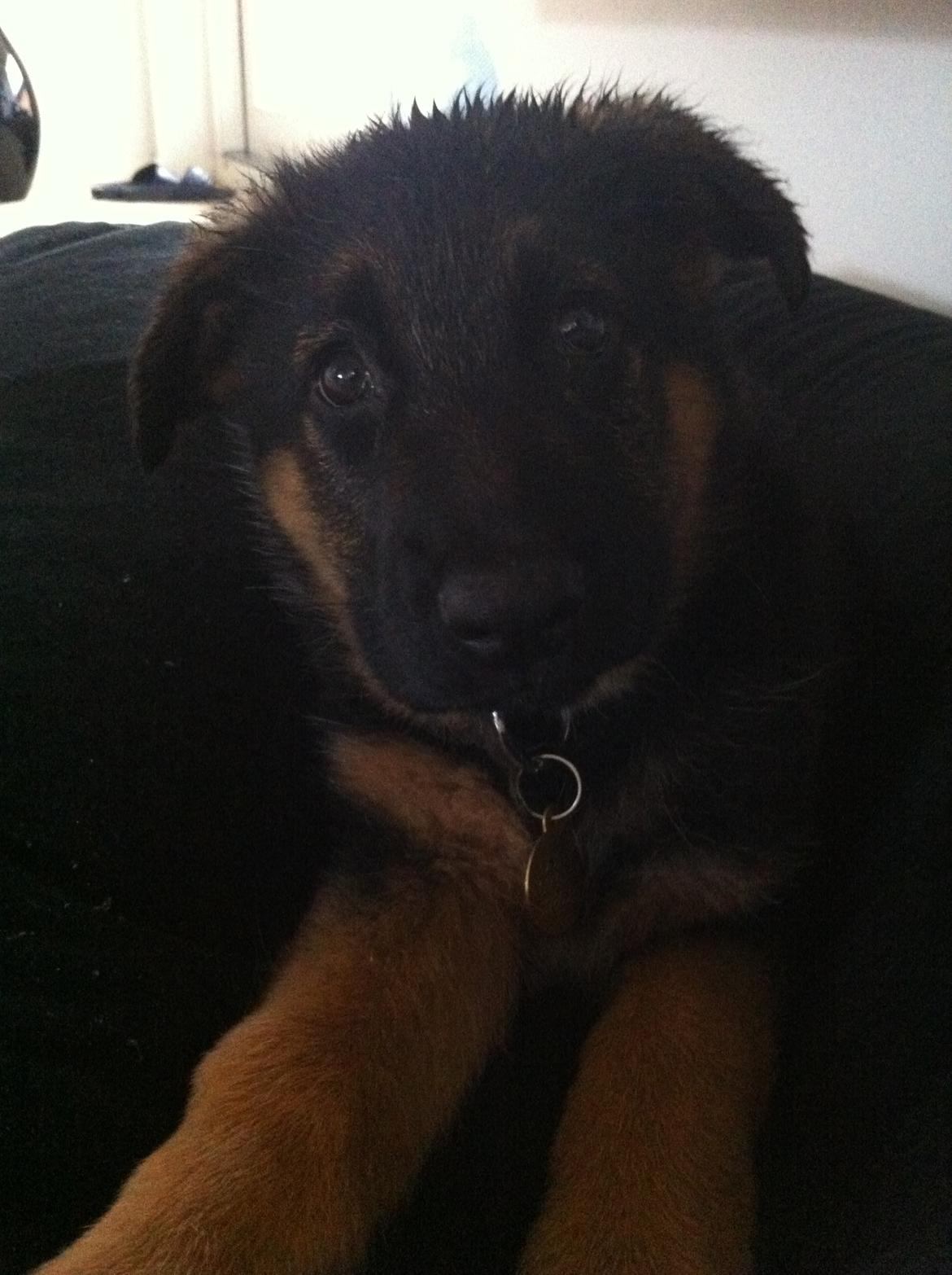 Schæferhund Ol-Lilletorup's Dusty billede 18