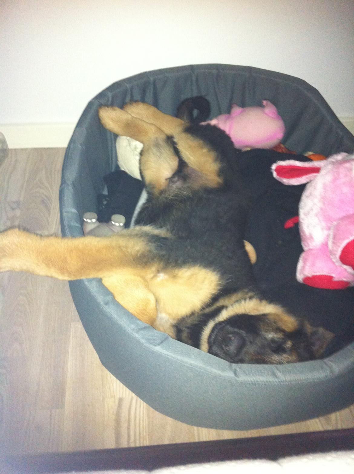 Schæferhund Ol-Lilletorup's Dusty billede 19