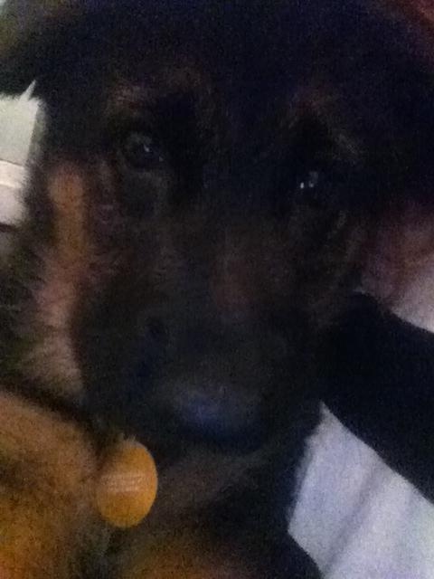 Schæferhund Ol-Lilletorup's Dusty billede 20