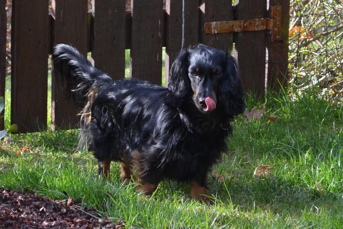 Miniature gravhund Molly billede 14