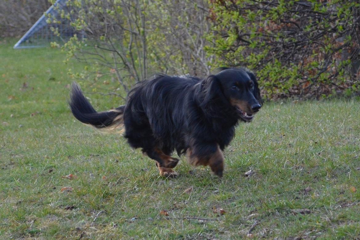 Miniature gravhund Molly billede 15