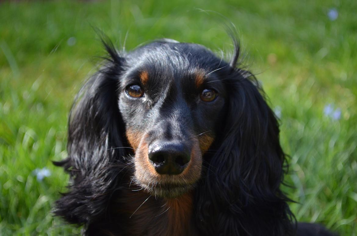 Miniature gravhund Molly billede 16