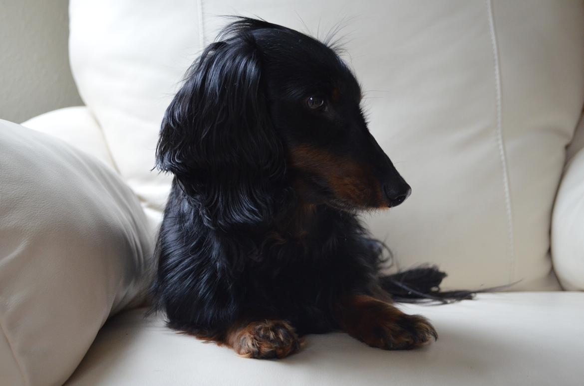 Miniature gravhund Molly billede 17