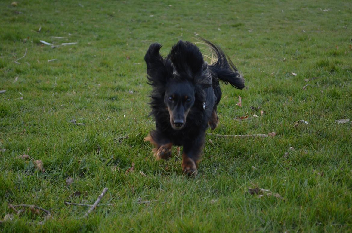 Miniature gravhund Molly - Fuld fart frem! billede 18