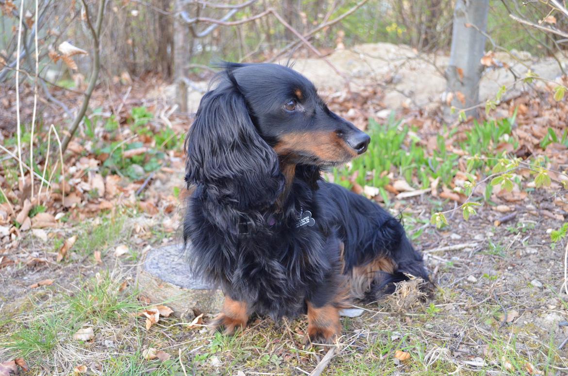 Miniature gravhund Molly - Velkommen til min profil!;-) billede 1