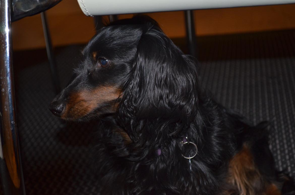 Miniature gravhund Molly billede 19