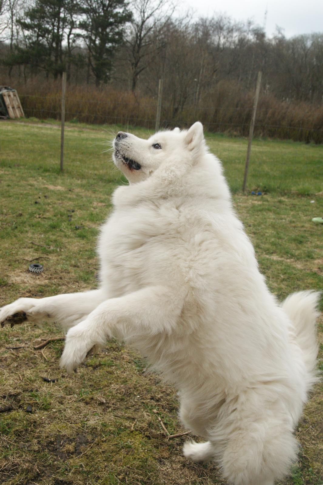 Samojedhund Molly  billede 3