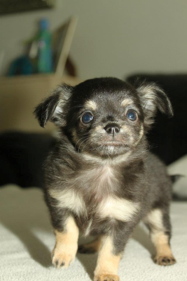 Chihuahua Licabi's Alba - Alba 7 uger og 3 dage:) billede 13