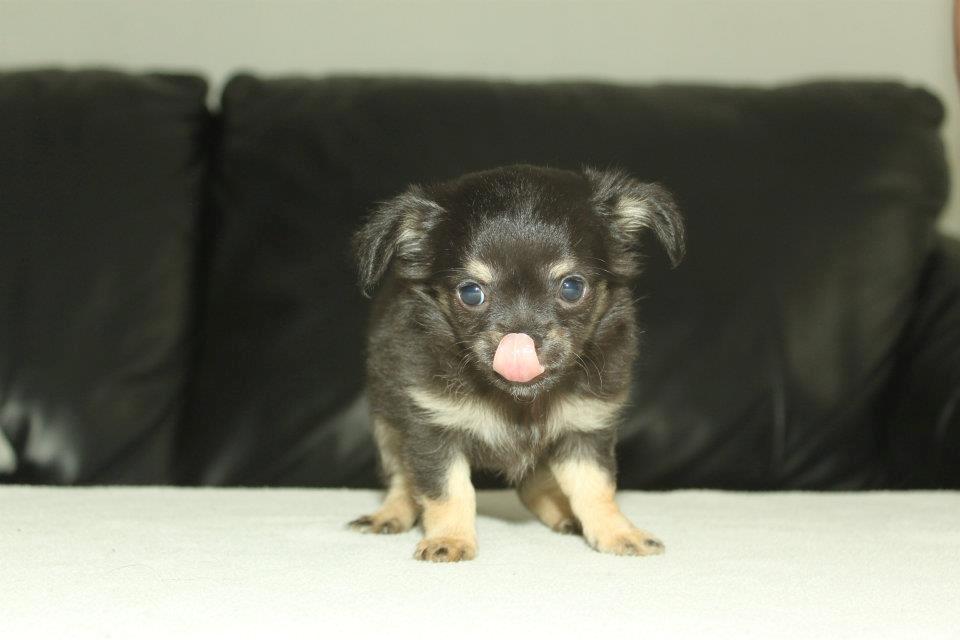 Chihuahua Licabi's Alba - Alba 7 uger og 3 dage. billede 14