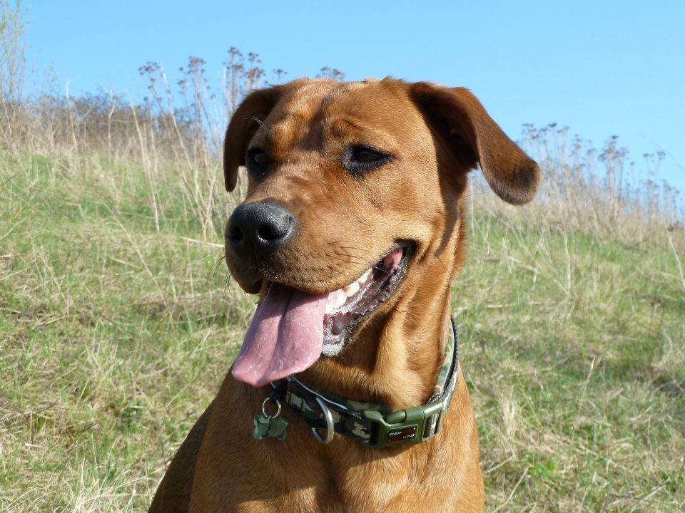 Rhodesian ridgeback Tika billede 20