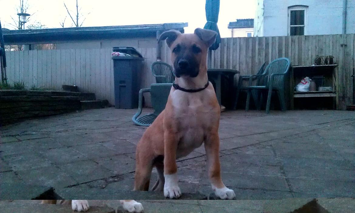 Blanding af racer oskar billede 7