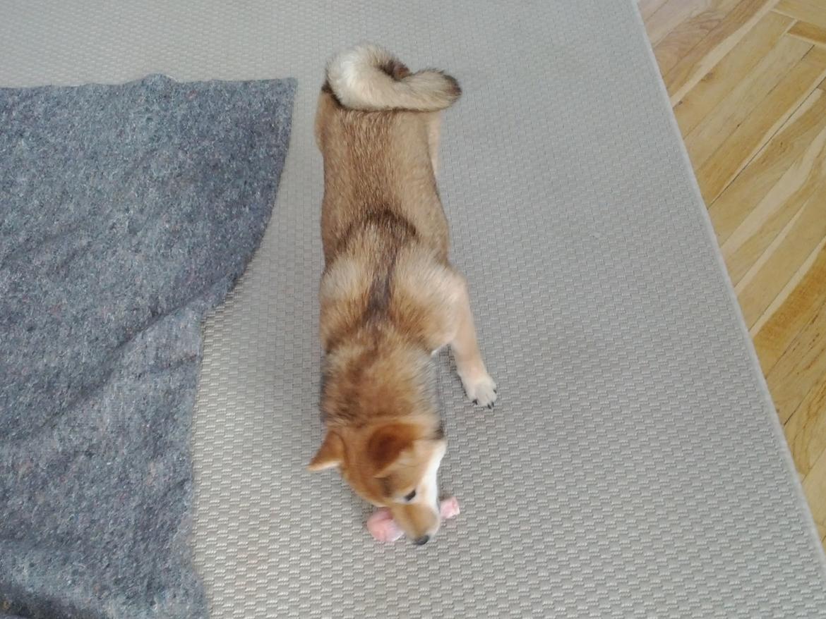 Shiba Aikou - 4 ½ måned med et kyllingelår billede 12