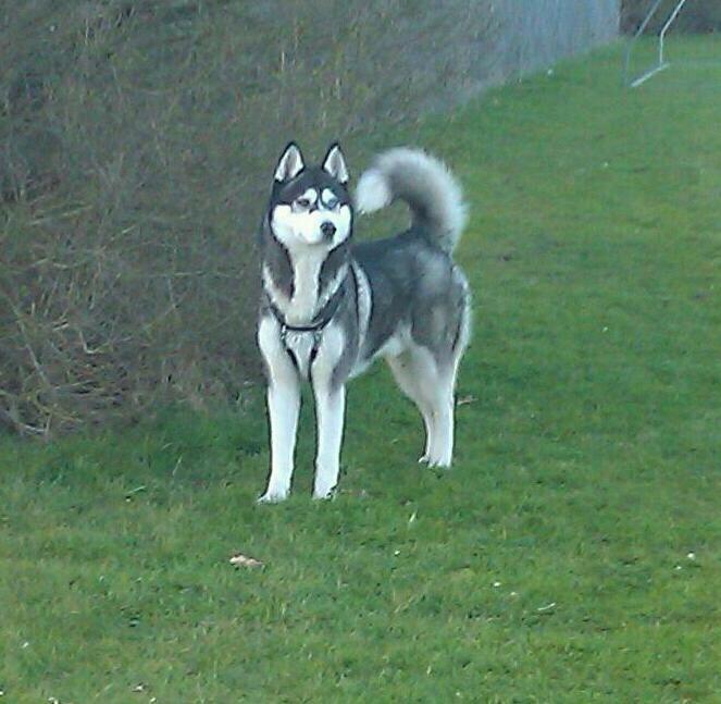 Siberian husky kato billede 1