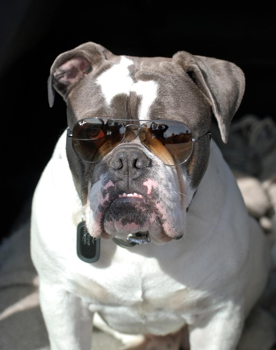 Olde english bulldogge Hugh Hefner - 7 mdr. billede 7