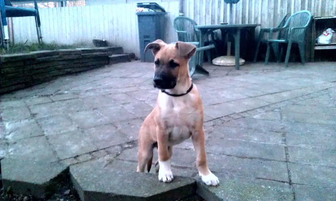 Blanding af racer oskar billede 8