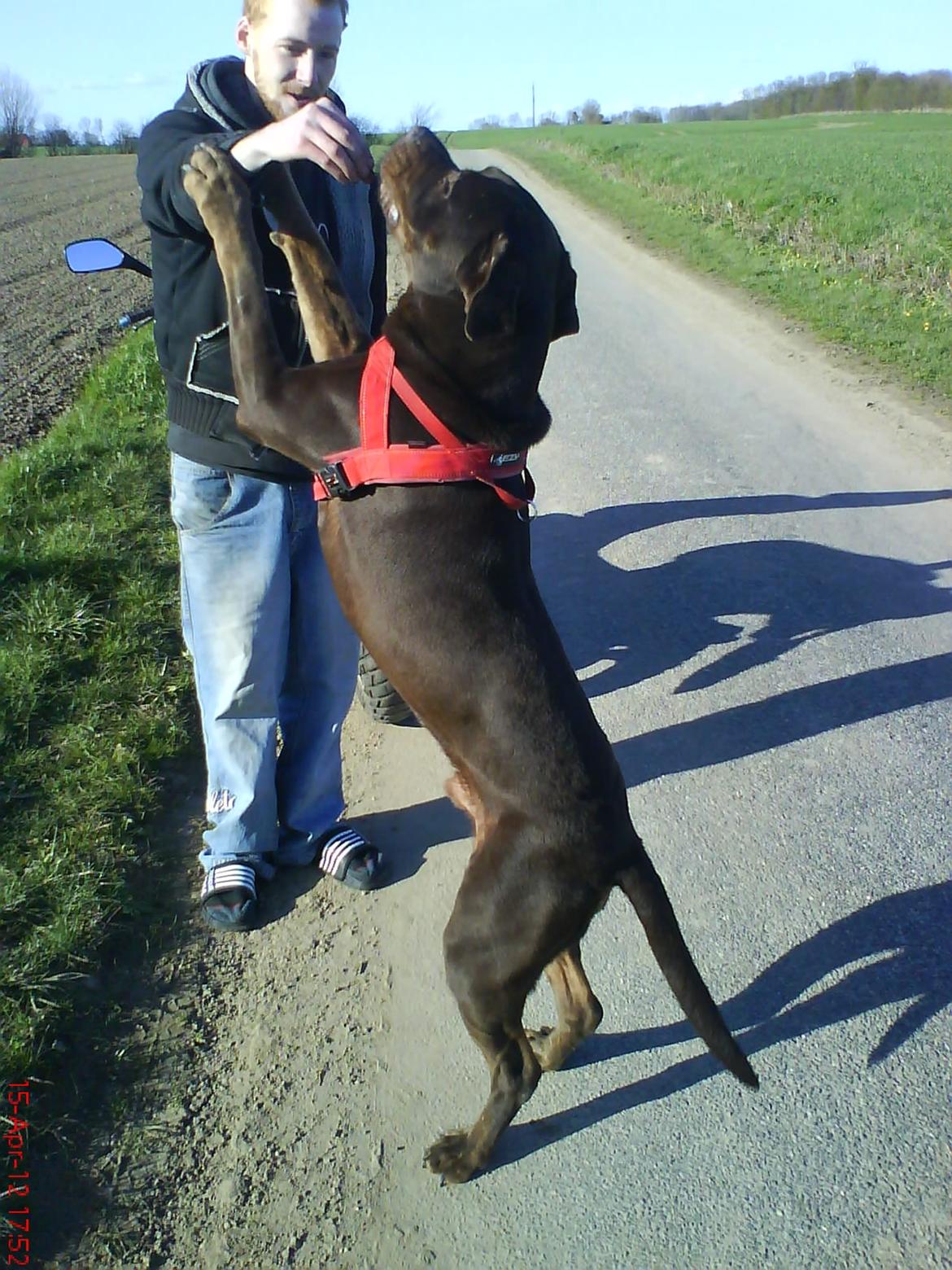 Blanding af racer Basse - Han vokser dag for dag ! Han er 1 år og 7 måneder.. billede 11