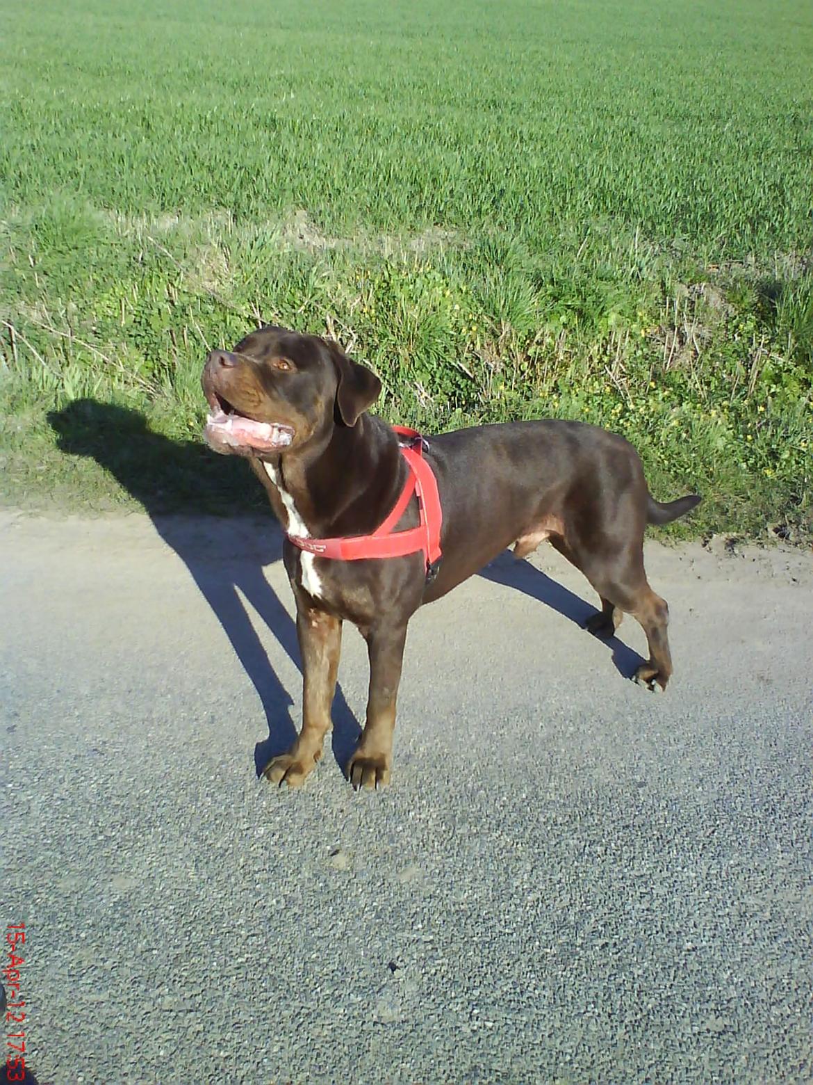 Blanding af racer Basse - 1 år og 7 måneder.. Han er FLOT! billede 12