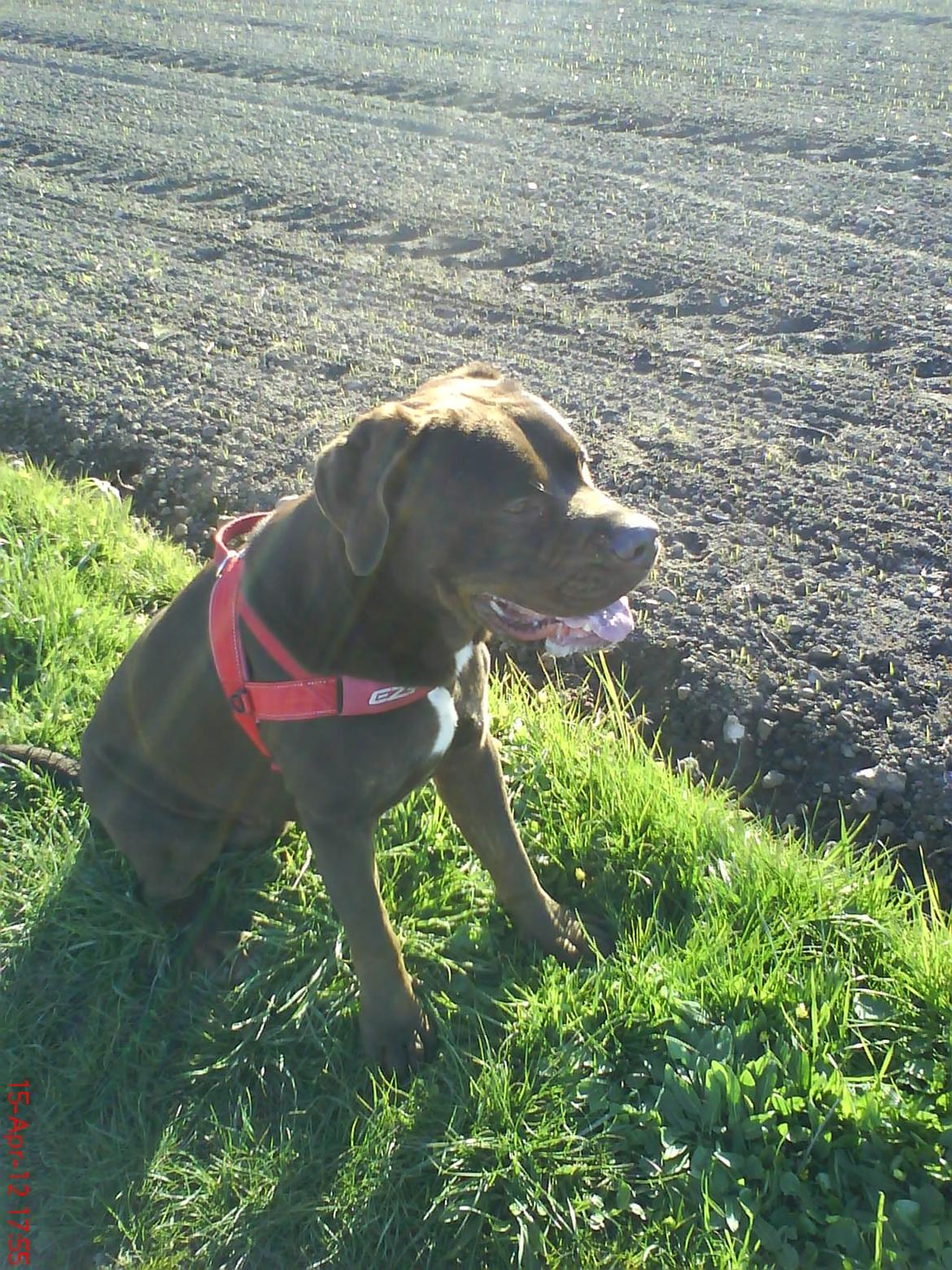 Blanding af racer Basse - 1 år og 7 måneder.. billede 13