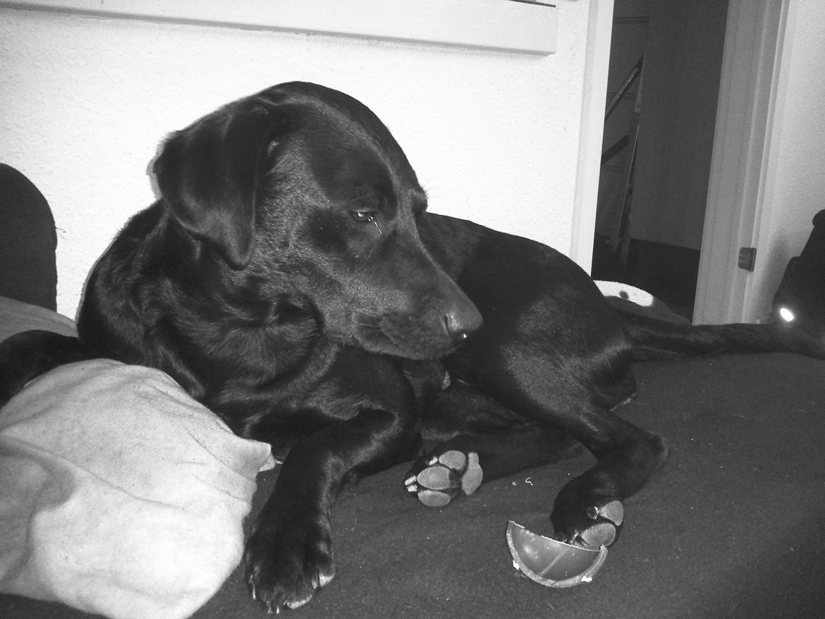 Blanding af racer Nala - Lidt træt måske :) ? billede 10