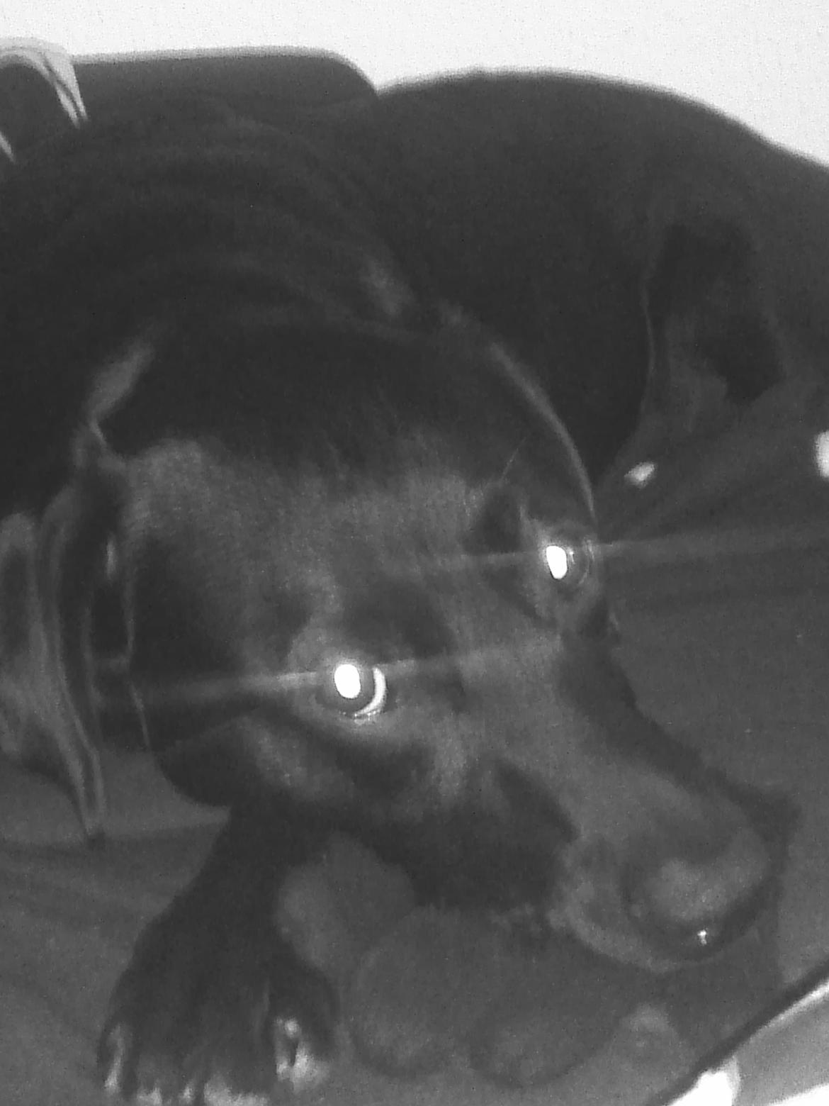 Blanding af racer Nala - Ægte diva ;) billede 9