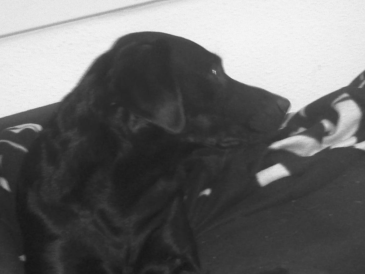 Blanding af racer Nala - Men man skal da lige følge lidt med alligevel ;) billede 11